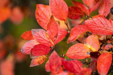 Autumn red vibrant leaves close-up bush with blurred background. Autumnal forest mood nature details