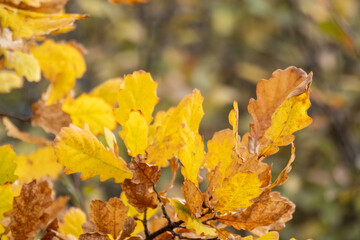 Autumn yellow leaves on oak tree branches close-up with blurred background, gold time season nature details