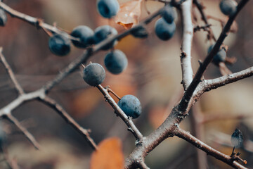 Blackthorn dark blue berries on prickly bush branches in autumn forest with blurred background. Light natural macro close-up foliage