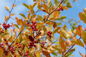 Red hawthorn berries on a colorful tree branch with yellow autumn leaves and blue sky background. Natural autumnal harvest close-up
