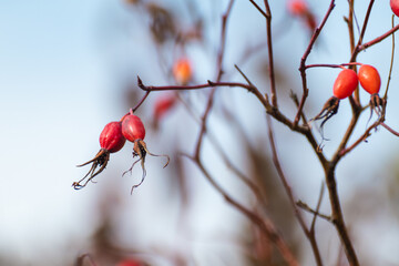 Dog rose (Rosa canina) bright red berries close-up, ripening in october. Autumn botany with blue blurred background