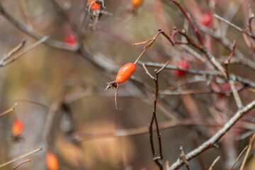 Dog rose (Rosa canina) red berries close-up, ripening in sunny october. Autumn botany with blurred background