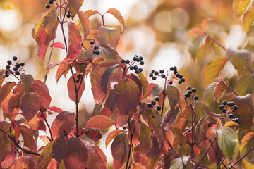 Cornus sanguinea, the common dogwood shrub branches with black berries and red leaves. Autumn...