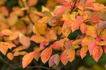 Autumn colorful vibrant leaves bush close-up with blur. Autumnal forest in orange and yellow colors, nature details