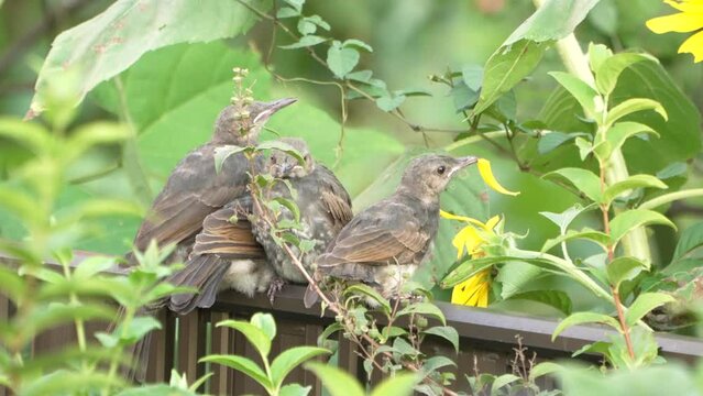 A group of Japanese brown-eared bulbul babies perching on the fence surrounded by greenery in an urban residential area in Tokyo, Japan