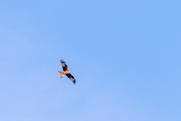 Red kite flying in the sky