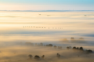 Bird migration to the south in autumn