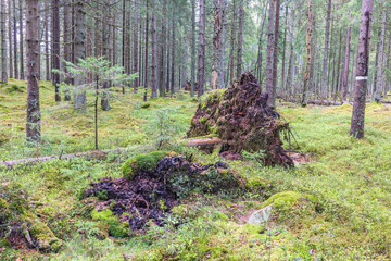 Windthrow in a spruce forest