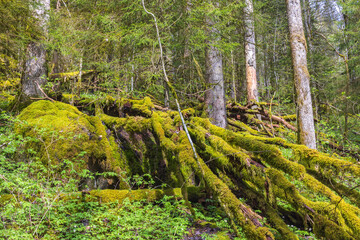 Fallen tree covered in green moss in a forest