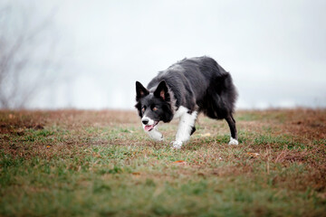 Cute Border collie dog breed on a Foggy Autumn Morning. Dog training. Fast dog outdoor. Pet in the park.