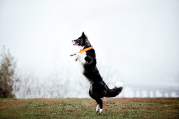 Cute Border collie dog breed on a Foggy Autumn Morning. Dog training. Fast dog outdoor. Pet in the park.