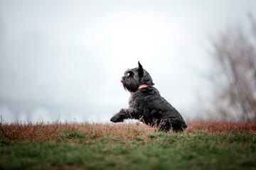 Miniature Schnauzer dog breed on a Foggy Autumn Morning. Dog running. Fast dog outdoor. Pet in the park.