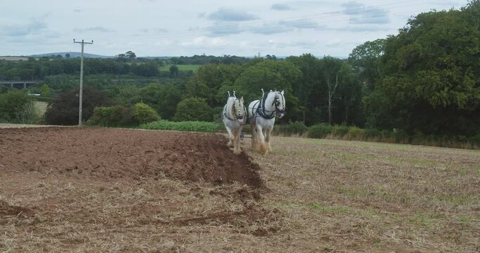 Pair Of Shire Horses Ploughing Field At Great Trethew Vintage Rally In Liskeard, UK. wide