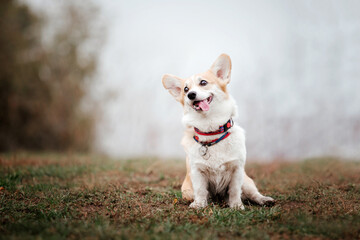 Welsh Corgi dog breed on a Foggy Autumn Morning. Dog running. Fast dog outdoor. Pet in the park.