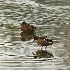 Female mallard ducks on the ice and water border in late autumn.