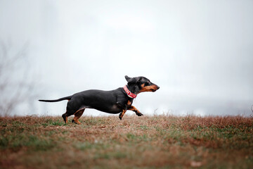 Dachshund dog breed on a Foggy Autumn Morning. Dog running. Fast dog outdoor. Pet in the park.