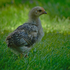 Young chicken walking on the lawn.