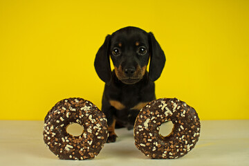 A miniature dachshund puppy standing on a yellow background between two donuts