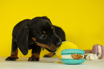 Miniature dachshund puppy standing on yellow background biting macaroons