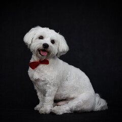 white schnauzer puppy