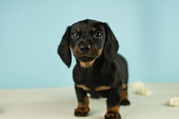 Black miniature dachshund puppy standing on a blue background