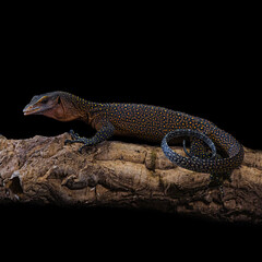 bearded dragon lizard