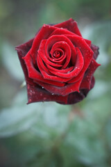 Red rose in the gsrden after rain
