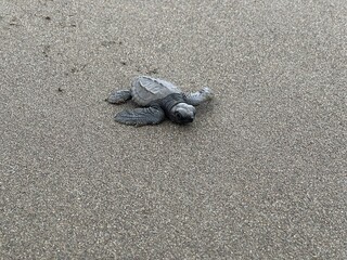 Fototapeta na wymiar baby turtles set free