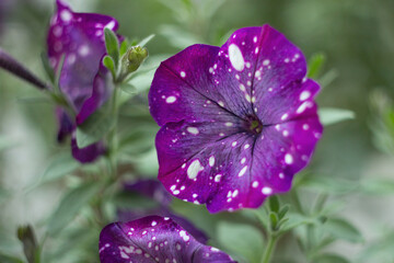 Petunia flowers in the garden close-up