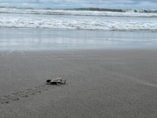 baby turtles set free