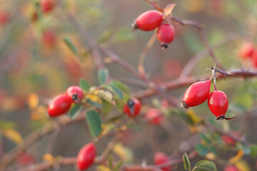Dog-rose in autumn time
