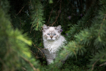 Wei&szlig;es K&auml;tzchen