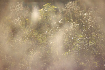 Dry wild plants in the autumn meadow