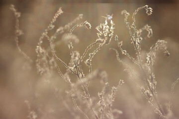 Dry wild plants in the autumn meadow