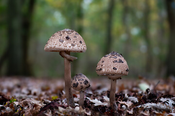 Macrolepiota procera, the parasol mushroom, a basidiomycete fungus