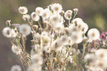 Dry wild plants in the autumn meadow