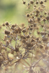 Dry tumbleweed in autumn, close-up