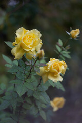 Yellow roses in the autumn garden after rain