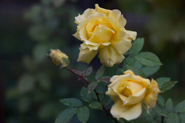 Yellow roses in the autumn garden after rain