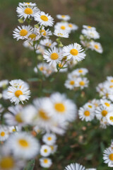 Fototapeta premium Blurred Stenactis annua in the mesdow in sunset