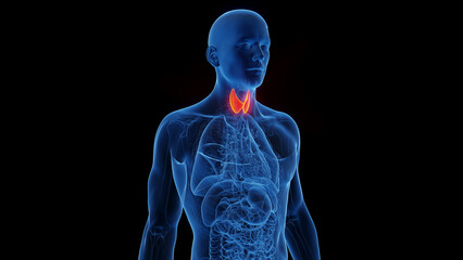 Obraz na płótnie Canvas 3D Rendered Medical Illustration of Male Anatomy - Thyroid Gland.