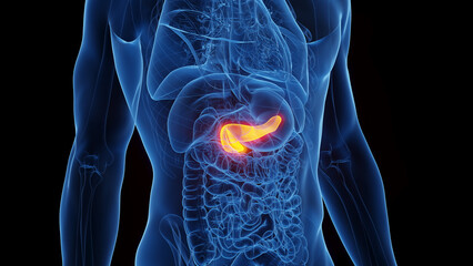 3D Rendered Medical Illustration of Male Anatomy - Pancreas.