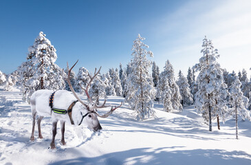 White reindeer in the snow. © Nancy Pauwels