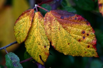 Feuilles jaunies par l'automne.