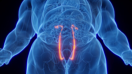 3D Rendered Medical Illustration of Male Anatomy - Ureters.