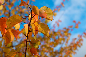 Autumn landscape. Yellowed apricot leaves against the blue sky. Branch with bright autumn leaves against blue sky. Apricot tree. Lush autumn variegated foliage.