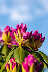 pink flowers against a blue sky

