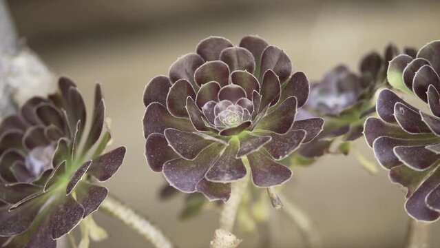 Macro view of an aeonium arboreum ornate flower in an indoor garden.