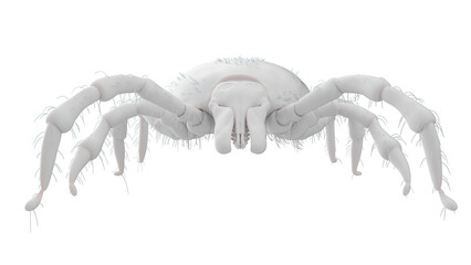 3D Rendered Illustration of a Tick.