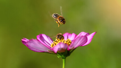 Bee and flower. Close-up of a large striped bee flying on a pink flower to collect pollen and honey. Macro horizontal photography. Summer and spring backgrounds